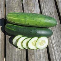 Marketmore 76 Cucumber