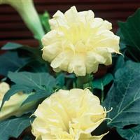 Ballerina Yellow Datura