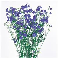 Planet Blue Delphinium