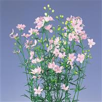 Planet Light Pink Delphinium