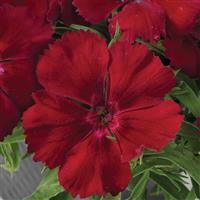 Venti Parfait Crimson Dianthus