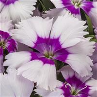 Venti Parfait Blueberry Eye Dianthus