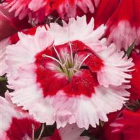 Venti Parfait Strawberry Shades Dianthus