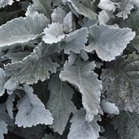 New Look Dusty Miller
