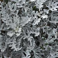 Quicksilver Dusty Miller