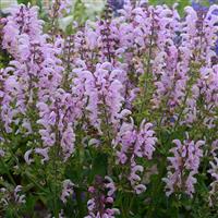Salvia pratensis Fashionista<sup>®</sup> Ballerina Pink