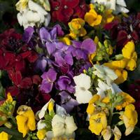 Sugar Rush Mix Erysimum