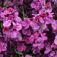 Sugar Rush Purple Bicolor Erysimum