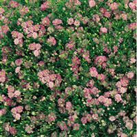 Gypsy Pink Gypsophila