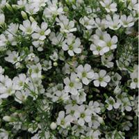 Gypsy White Gypsophila