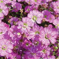 Gypsy Deep Rose Gypsophila