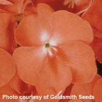 Accent Apricot Impatiens