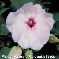 Accent Bright Eye Impatiens