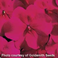 Accent Burgundy Impatiens