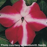 Accent Burgundy Star Impatiens
