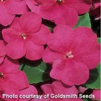 Accent Carmine Impatiens
