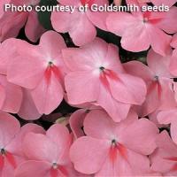 Accent Coral Impatiens