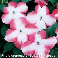 Accent Coral Star Impatiens