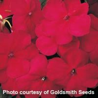 Accent Cranberry Impatiens