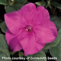 Accent Lilac Impatiens