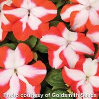 Accent Orange Star Impatiens