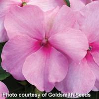 Accent Pink Impatiens