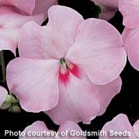 Accent Pink Blush Impatiens