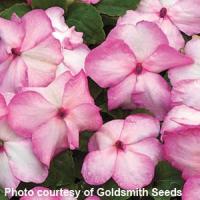 Accent Pink Picotee Impatiens