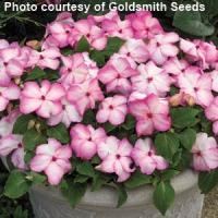 Accent Pink Picotee Impatiens