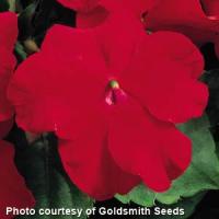 Accent Red Impatiens
