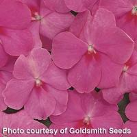 Accent Rose Impatiens