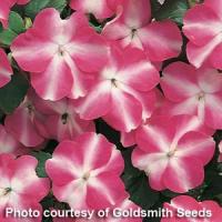Accent Rose Star Impatiens