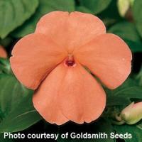 Accent Salmon Impatiens