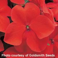 Accent Scarlet Impatiens
