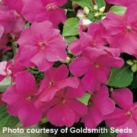 Accent Violet Impatiens