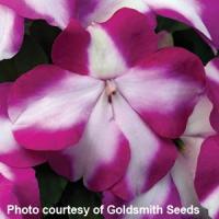 Accent Violet Star Impatiens