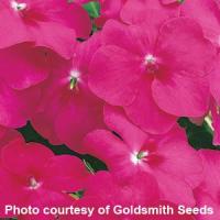 Accent Watermelon Impatiens