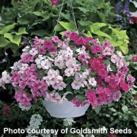 Accent Miracle Collection Impatiens