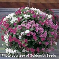 Accent Pastel Mix Impatiens