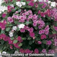 Accent Pastel Mix Impatiens