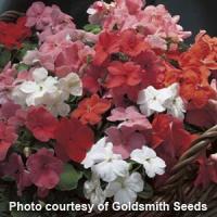 Accent Sunrise Mix Impatiens