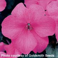 Accent Midnight Rose Impatiens