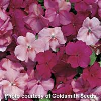 Accent Cranberry Punch Mix Impatiens