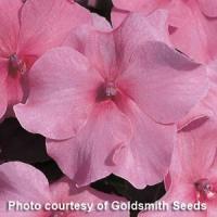 Accent Deep Pink Impatiens