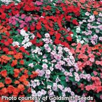 Accent Limited Edition Mix Impatiens