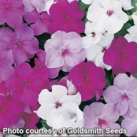 Accent Mystic Mix Impatiens