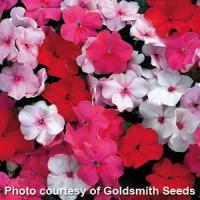 Accent Peppermint Mix Impatiens