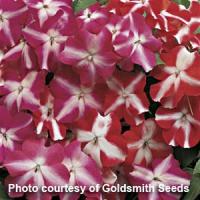 Accent Star Mix Impatiens