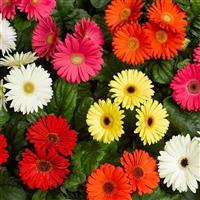 Bengal Mix Gerbera