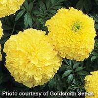 Inca I I Primrose African Marigold